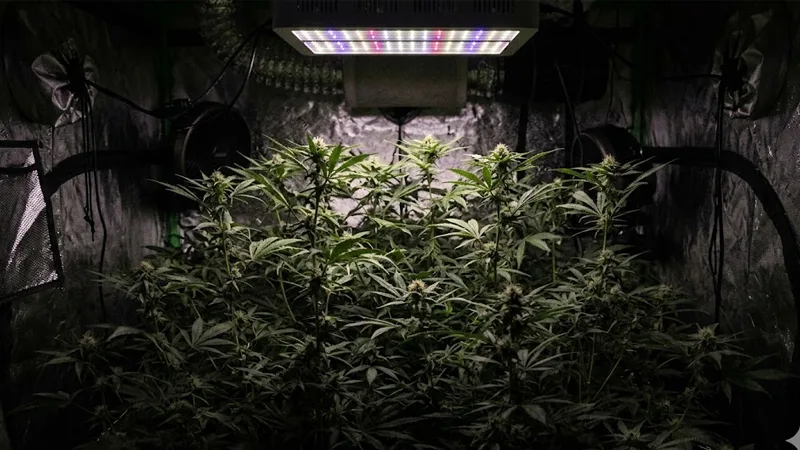Signs Your Canopy is Starving for Light