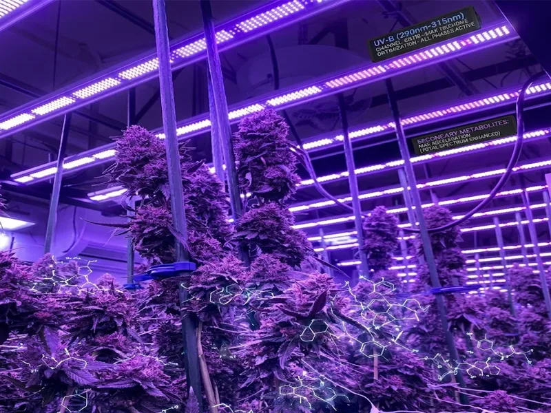 Specific Light Wavelengths