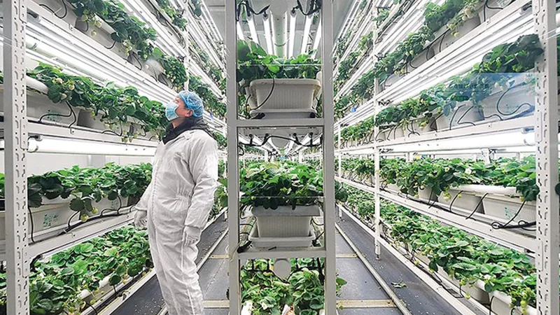 The Thermodynamics and “Microclimate Traps” of Multi-Tier Racks