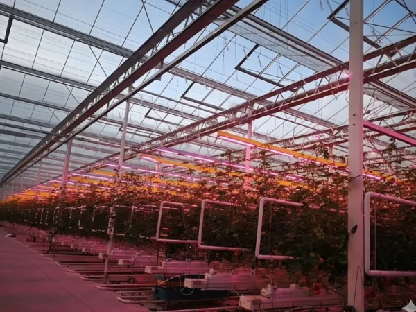 commercial greenhouse supplemental lighting.