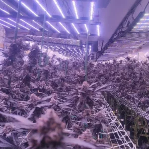 Commercial Cannabis Lighting