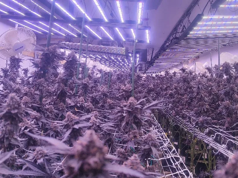 Commercial Cannabis Lighting