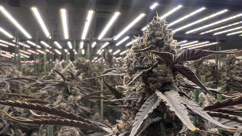 Full-Cycle Commercial Cannabis Lighting Strategy