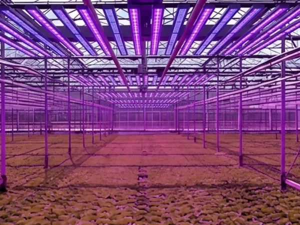 LED grow light manufacturer in China