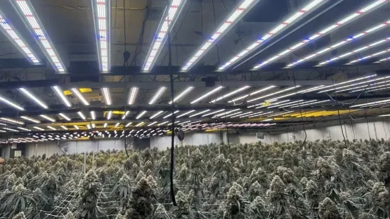 Practical Steps for Commercial Cannabis Growers