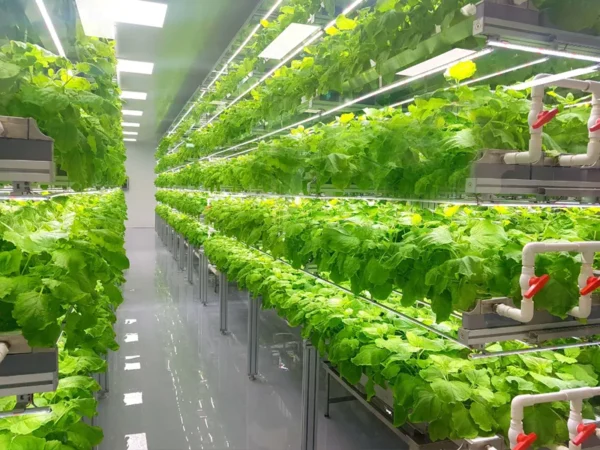 Vertical Farming LED Lighting