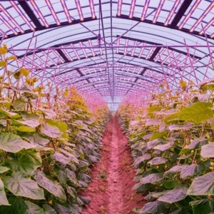 Cucumber Inter-Lighting