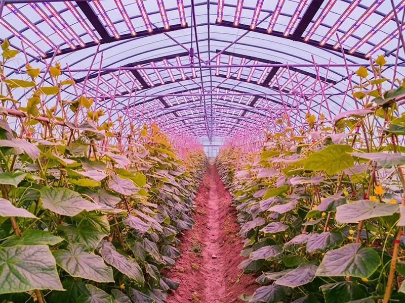 Cucumber Inter-Lighting