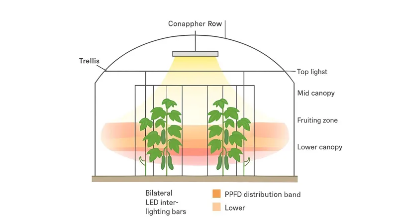 Fixture Placement and Uniformity for Cucumber Inter-Lighting