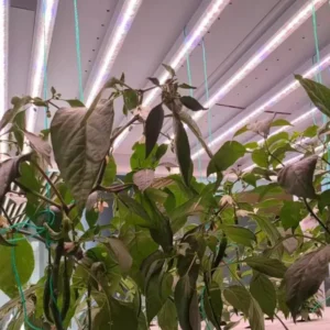 grow light manufacturer