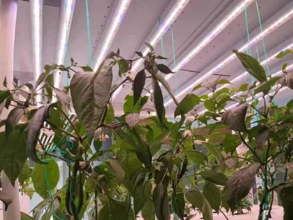 grow light manufacturer