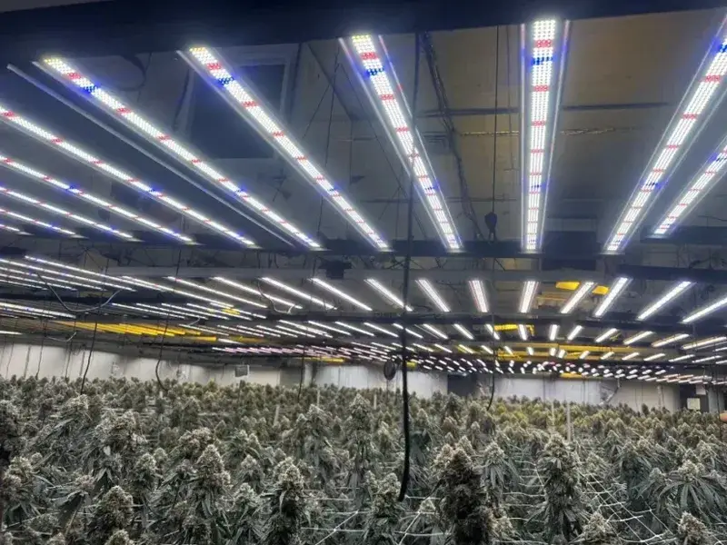 DLC certified grow lights
