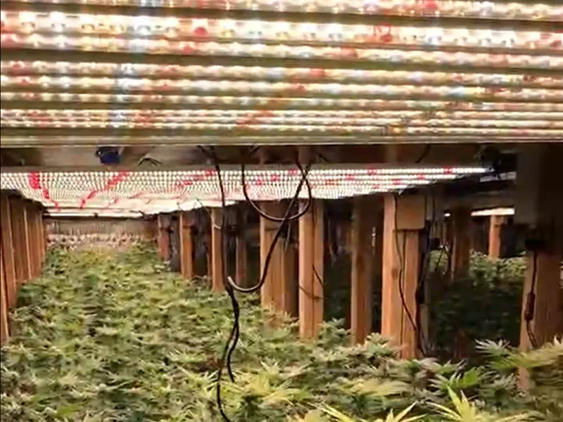 1000 watt grow light system 1000 watt grow light system
