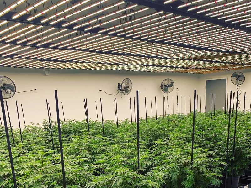 1500W grow light for hanging plants 1500W grow light for hanging plants