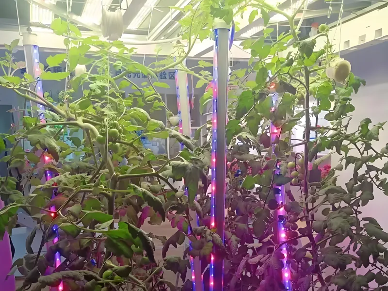 150w grow light 150w grow light