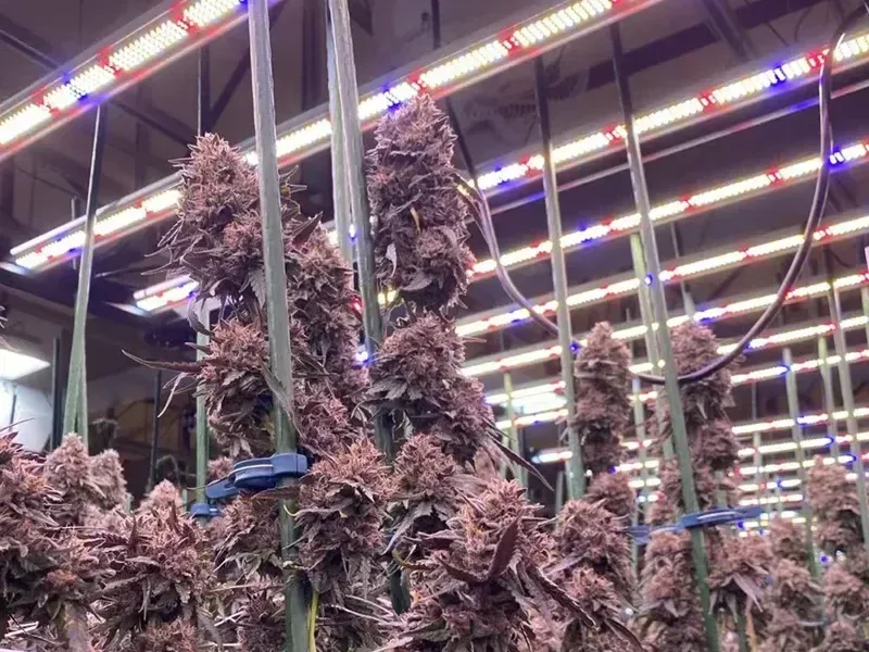 Commercial Indoor & Medicinal Plants