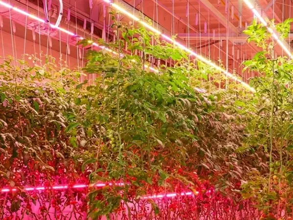 precision inter lighting systems penetrate the dense canopy