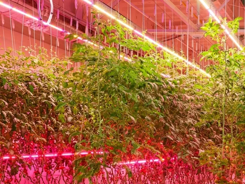 Precision-Inter-Lighting-Systems-Penetrate-the-Dense-Canopy Precision-Inter-Lighting-Systems-Penetrate-the-Dense-Canopy
