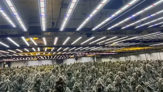 cannabis-grow-lights