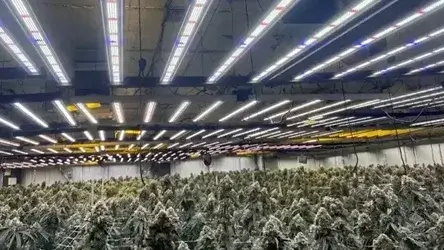 cannabis grow lights cannabis grow lights