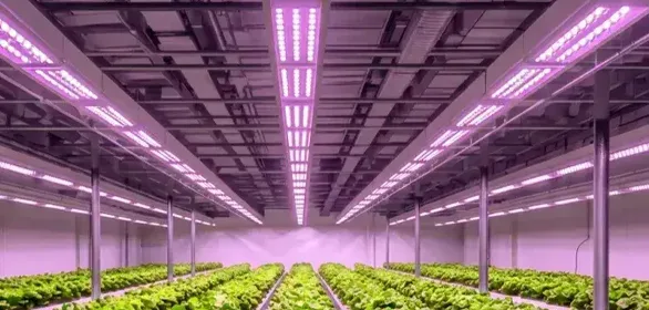 grow-lights-for-indoor-plants