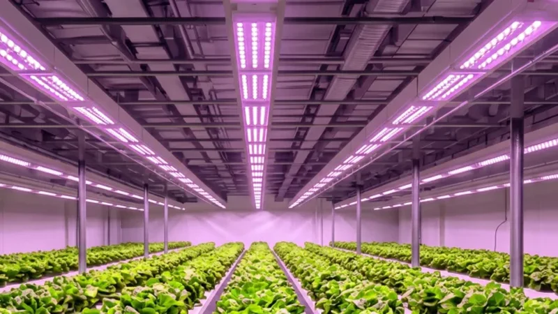 grow-lights-for-indoor-plants grow-lights-for-indoor-plants