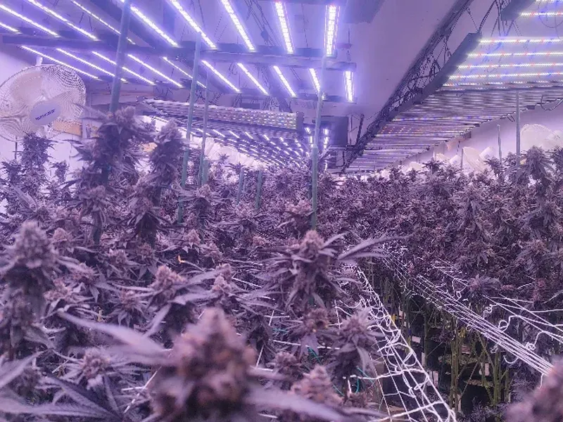 uva vs uvb grow light