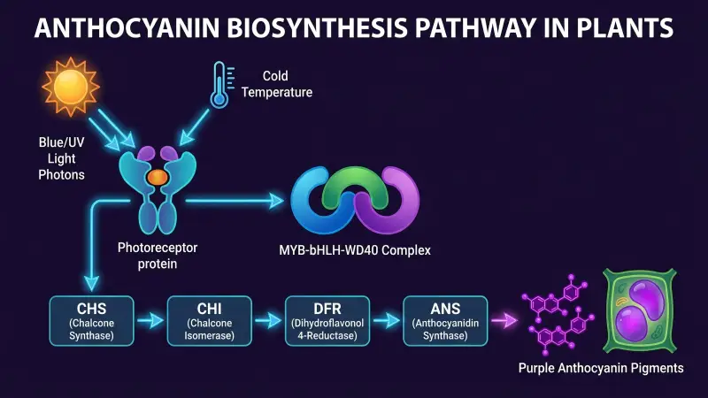 anthocyanin biosynthesis pathway in plants