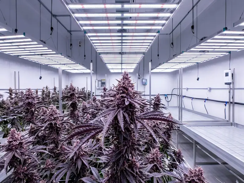 anthocyanin production cannabis