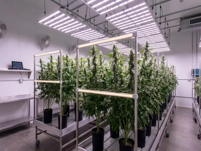 cannabis inter-canopy lighting