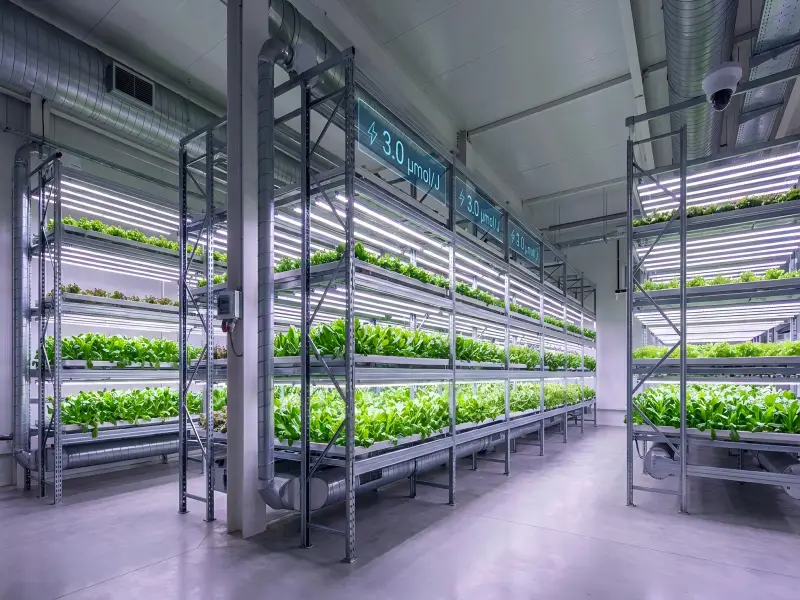 grow light efficacy μmol/j