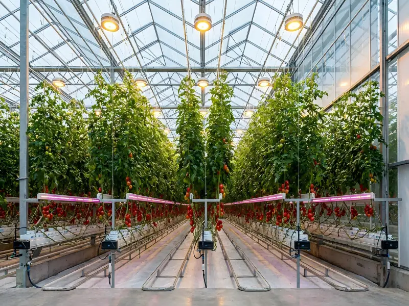 inter canopy lighting