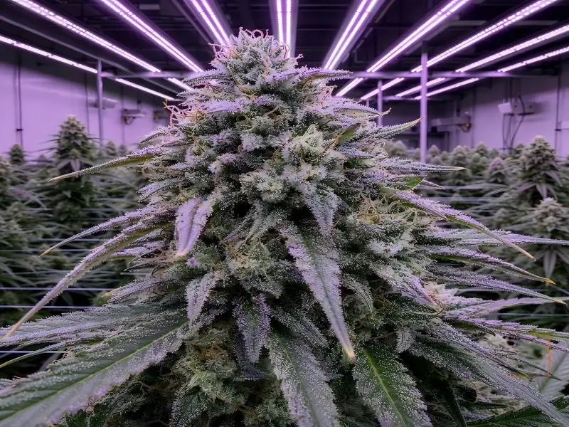 led grow light uvb stress technique cannabis