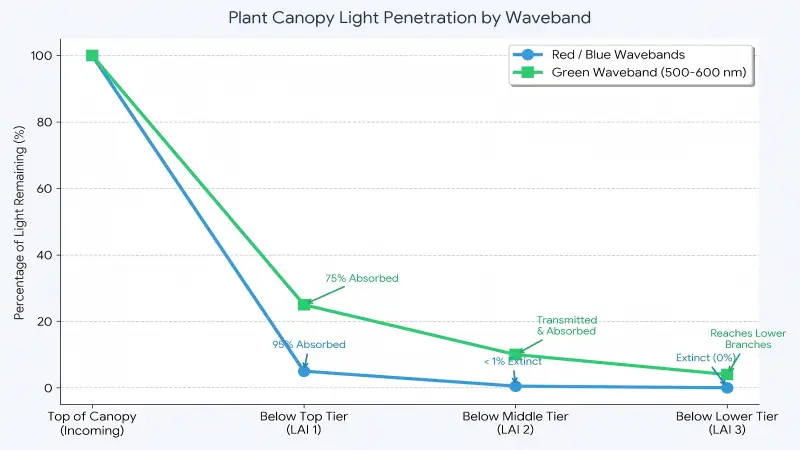 polant canopy light penetration by waveband