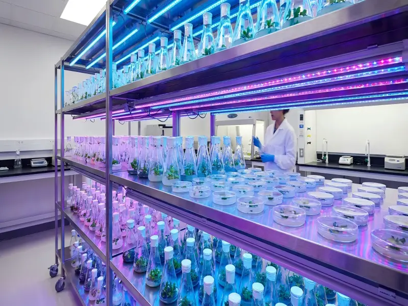 tissue culture grow lights
