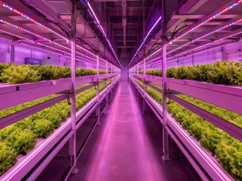 blue light nitrate lettuce