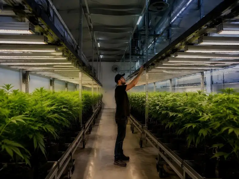 rolling bench grow lights