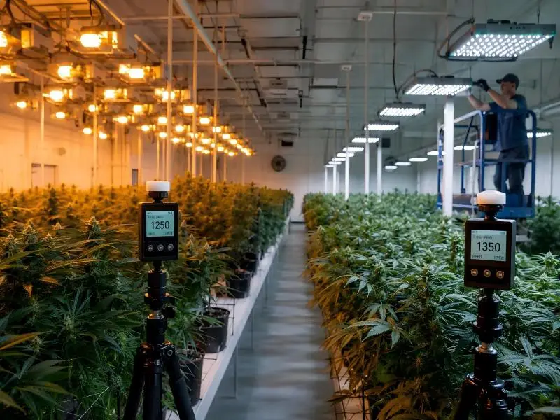 transition hps to led cannabis