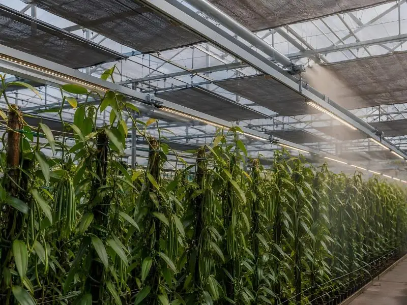 vanilla orchid grow lights