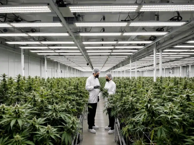 broad spectrum cannabis lights