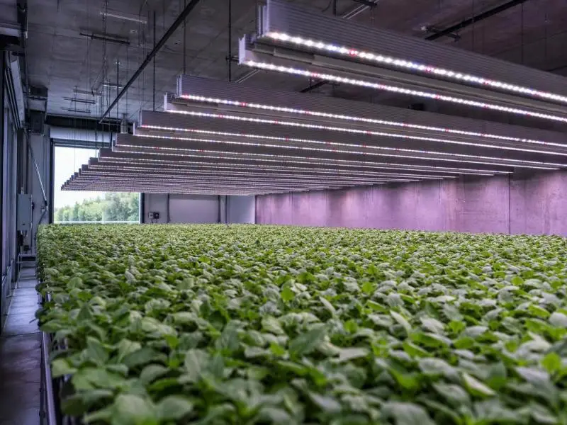 mother plant grow lights
